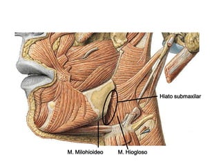 Conducto  parotídeo , de Stenon  o StensenResulta de la fusión de los colectores intrínsecos de la glándula parótida y transporta la saliva a la cavidad oral. De coloración blanquecina, tiene una longitud de 4 a 6 cm. y un calibre medio de 3 mm.
