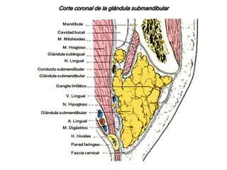 Se origina en la cara anterior de la glándula parótida y cursa hacia delante sobre la cara externa del masetero, acompañado por ramas del nervio facial y la arteria transversal de la cara, rodeando su borde anterior a través de la bola adiposa de Bichat. Después se dobla en ángulo casi recto y perfora el buccinador hasta alcanzar la mucosa bucal y desemboca a la altura del cuello de la 2da molar.