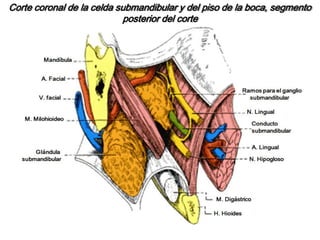 El orificio de desembocadura se localiza en el vértice de una papila. Otras en una depresión.Glándula SubmaxilarSituada entre el borde anterior del músculo esternocleidomastoideo y el vientre anterior del digástrico. 