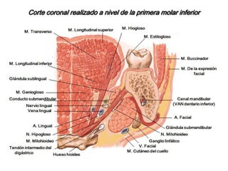 Se aloja en el compartimiento denominado celda submaxilar. 