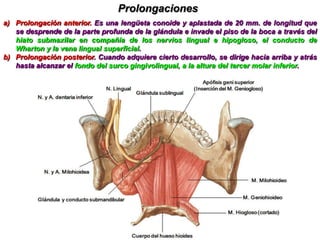 Es de forma ovoide o piriforme, tiene el volumen de una almendra y el peso oscila entre los 7 y 8 grs.