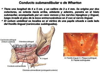 Su coloración es gris amarillenta en el cadáver y rosado crema en el vivo.RelacionesPresenta tres caras, dos extremidades y dos bordes.a) Cara superoexterna. Se relaciona con el músculo pterigoideo interno, y con la fosita submaxilar.b) Cara inferoexterna. Cubierta por la piel, el músculo platisma, un tejido celuloadiposo. La vena facial cruza esta cara.c) Cara interna. Corresponde a los músculos hiogloso y milohioideo que delimitan el hiato submaxilar. Por debajo descansa sobre el estilohioideo y el digástrico. De esta cara se desprenden el conducto excretor y sus dos prolongaciones.