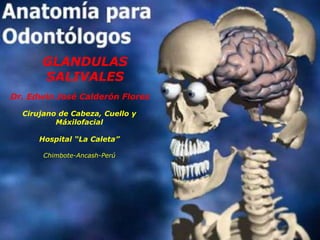 GLANDULAS SALIVALESDr. Edwin José Calderón FloresCirujano de Cabeza, Cuello y MáxilofacialHospital “La Caleta”Chimbote-Ancash-Perú