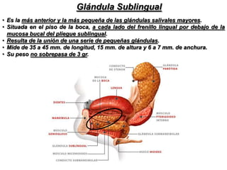 Relacionesd)Extremidad anterior. Se aplica al vientre anterior del digástrico.e)Extremidad posterior. Se relaciona con el constrictor de la faringe.  f) Borde externo. Contacta con el borde inferior de la mandíbula.g)Borde superior.Corresponde a la línea milohioidea y a la mucosa del surco gingivolingual. h)Borde inferior. Alcanza el asta mayor del hioides y la membrana tirohioidea.