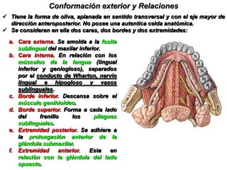 Hiato submaxilarM. MilohioideoM. Hiogloso