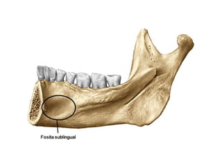 Corte coronal de la glándula submandibular