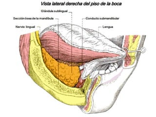 Corte coronal realizado a nivel de la primera molar inferior