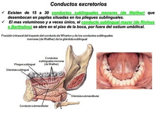 ProlongacionesProlongación anterior. Es una lengüeta conoide y aplastada de 20 mm. de longitud que se desprende de la parte profunda de la glándula e invade el piso de la boca a través del hiato submaxilar en compañía de los nervios lingual e hipogloso, el conducto de Wharton y la vena lingual superficial.Prolongación posterior. Cuando adquiere cierto desarrollo, se dirige hacia arriba y atrás hasta alcanzar el fondo del surco gingivolingual, a la altura del tercer molar inferior.  