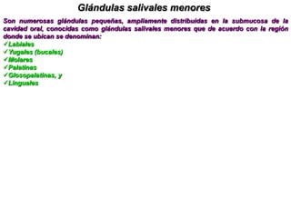 Conducto submandibular o de WhartonTiene una longitud de 4 a 5 cm. y un calibre de 2 a 4 mm. Se origina por dos colectores, se orienta hacia arriba, adelante y adentro, penetra en el hiato submaxilar, acompañado por un vaso venoso y los nervios hipogloso y lingual, luego invade el piso de la boca entrecruzándose en X con el nervio lingual.
