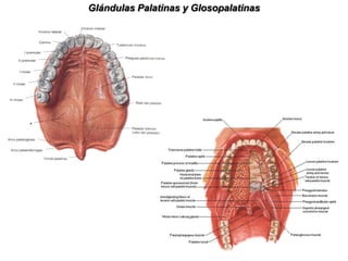 Glándula SublingualEs la más anterior y la más pequeña de las glándulas salivales mayores.