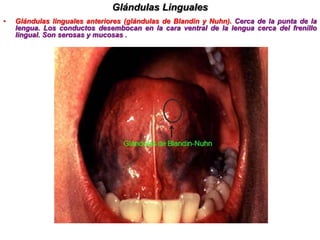 Situada en el piso de la boca, a cada lado del frenillo lingual por debajo de la mucosa bucal del pliegue sublingual.