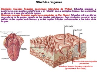 Resulta de la unión de una serie de pequeñas glándulas.
