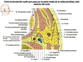 Glándulas salivales menores : muy pequeñas, con conductos excretores de corta longitud. Pueden ser: labiales, yugales, palatinas, linguales, etc.