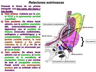 Glándulas salivales mayores: de mayor tamaño, dispuestas alrededor de la cavidad oral, son pares y simétricas con conductos excretores de distinta longitud. Comprende las glándulas parótida, submaxilar y sublingual.Glándula ParótidaEs la más voluminosa de las glándulas salivales.