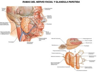 Hacia arribaalcanza la ATM y el conducto auditivo externo; por abajocontacta con un tabique fibroso (cintilla submaxilar) que lo separa de la glándula submaxilar. En profundidad se extiende hasta la faringe.Corte horizontal del cuello que pasa por la parte media de la celda parotídea, lado derecho del corte