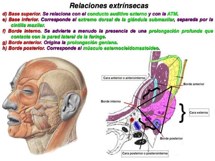 ANATOMIA DE LAS GLANDULAS SALIVALES ANATOMIA DE LAS GLANDULAS SALIVALES