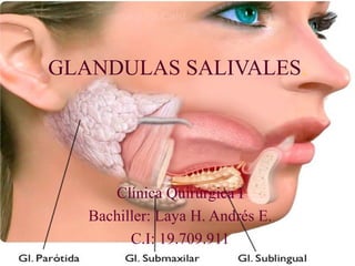 GLANDULAS SALIVALES.

Clínica Quirúrgica I
Bachiller: Laya H. Andrés E.
C.I: 19.709.911

 