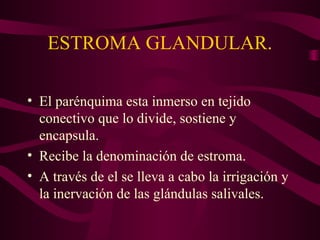 ESTROMA GLANDULAR. 
• El parénquima esta inmerso en tejido 
conectivo que lo divide, sostiene y 
encapsula. 
• Recibe la denominación de estroma. 
• A través de el se lleva a cabo la irrigación y 
la inervación de las glándulas salivales. 
 