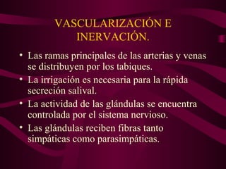 VASCULARIZACIÓN E 
INERVACIÓN. 
• Las ramas principales de las arterias y venas 
se distribuyen por los tabiques. 
• La irrigación es necesaria para la rápida 
secreción salival. 
• La actividad de las glándulas se encuentra 
controlada por el sistema nervioso. 
• Las glándulas reciben fibras tanto 
simpáticas como parasimpáticas. 
 