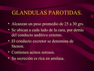 GLANDULAS PAROTIDAS. 
• Alcanzan un peso promedio de 25 a 30 grs. 
• Se ubican a cada lado de la cara, por detrás 
del conducto auditivo externo. 
• El conducto excretor se denomina de 
Stenon. 
• Contienen acinos serosos. 
• Su secreción es rica en amilasa. 
 