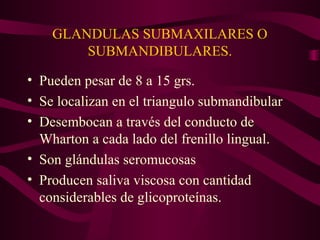 GLANDULAS SUBMAXILARES O 
SUBMANDIBULARES. 
• Pueden pesar de 8 a 15 grs. 
• Se localizan en el triangulo submandibular 
• Desembocan a través del conducto de 
Wharton a cada lado del frenillo lingual. 
• Son glándulas seromucosas 
• Producen saliva viscosa con cantidad 
considerables de glicoproteínas. 
 