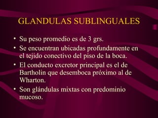 GLANDULAS SUBLINGUALES 
• Su peso promedio es de 3 grs. 
• Se encuentran ubicadas profundamente en 
el tejido conectivo del piso de la boca. 
• El conducto excretor principal es el de 
Bartholin que desemboca próximo al de 
Wharton. 
• Son glándulas mixtas con predominio 
mucoso. 
 
