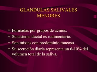 GLANDULAS SALIVALES 
MENORES 
• Formadas por grupos de acinos. 
• Su sistema ductal es rudimentario. 
• Son mixtas con predominio mucoso 
• Su secreción diaria representa un 6-10% del 
volumen total de la saliva. 
 