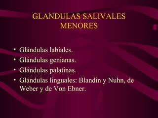 GLANDULAS SALIVALES 
MENORES 
• Glándulas labiales. 
• Glándulas genianas. 
• Glándulas palatinas. 
• Glándulas linguales: Blandin y Nuhn, de 
Weber y de Von Ebner. 
 