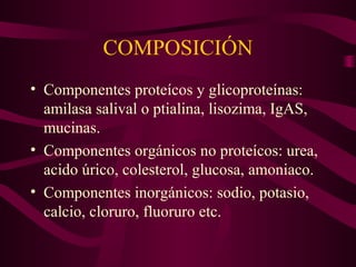 COMPOSICIÓN 
• Componentes proteícos y glicoproteínas: 
amilasa salival o ptialina, lisozima, IgAS, 
mucinas. 
• Componentes orgánicos no proteícos: urea, 
acido úrico, colesterol, glucosa, amoniaco. 
• Componentes inorgánicos: sodio, potasio, 
calcio, cloruro, fluoruro etc. 
 