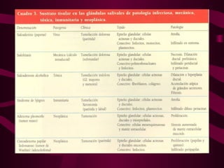 Glandulas salivales diana ruco