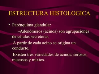 ESTRUCTURA HISTOLOGICA 
• Parénquima glandular 
-Adenómeros (acinos) son agrupaciones 
de células secretoras. 
A partir de cada acino se origina un 
conducto. 
Existen tres variedades de acinos: serosos, 
mucosos y mixtos. 
 