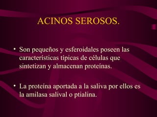 ACINOS SEROSOS. 
• Son pequeños y esferoidales poseen las 
características típicas de células que 
sintetizan y almacenan proteínas. 
• La proteína aportada a la saliva por ellos es 
la amilasa salival o ptialina. 
 