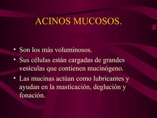 ACINOS MUCOSOS. 
• Son los más voluminosos. 
• Sus células están cargadas de grandes 
vesículas que contienen mucinógeno. 
• Las mucinas actúan como lubricantes y 
ayudan en la masticación, deglución y 
fonación. 
 