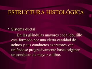 ESTRUCTURA HISTOLÓGICA 
• Sistema ductal 
En las glándulas mayores cada lobulillo 
esta formado por una cierta cantidad de 
acinos y sus conductos excretores van 
uniéndose progresivamente hasta originar 
un conducto de mayor calibre. 
 