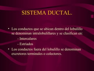SISTEMA DUCTAL. 
• Los conductos que se ubican dentro del lobulillo 
se denominan intralobulillares y se clasifican en: 
- Intercalares 
- Estriados 
• Los conductos fuera del lobulillo se denominan 
excretores terminales o colectores. 
 