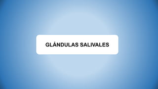 GLÁNDULAS SALIVALES
 
