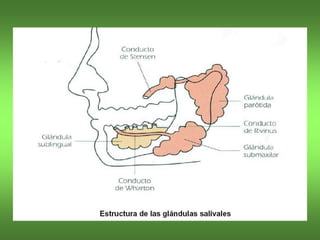 SIALORREA
Consiste en un flujo de saliva asociado a muchos procesos,
Por ejemplo, inflamaciòn aguda de la cavidad bucal, c...
