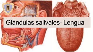 Glándulas salivales- Lengua
 