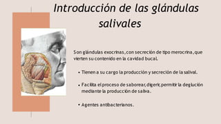 Introducción de las glándulas
salivales
Son glándulas exocrinas,con secreción de tipo merocrina,que
vierten su contenido e...