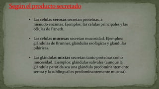 • Las células serosas secretan proteínas, a
menudo enzimas. Ejemplos: las células principales y las
células de Paneth.
• Las células mucosas secretan mucosidad. Ejemplos:
glándulas de Brunner, glándulas esofágicas y glándulas
pilóricas.
• Las glándulas mixtas secretan tanto proteínas como
mucosidad. Ejemplos: glándulas salivales (aunque la
glándula parótida sea una glándula predominantemente
serosa y la sublingual es predominantemente mucosa).
 