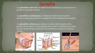  Las glándulas salivares: se ubican en la cavidad bucal. Su función es
producir y secretar la saliva.
 Las glándulas sudoríparas: se ubican en la dermis de la piel y
secretan sudor, que permite la regulación de la temperatura corporal.
 Las glándulas sebáceas: se ubican en toda la piel excepto en las
palmas de las manos y en las plantas de los pies. Su función es secretar
la grasa necesaria para mantener la temperatura corporal y eliminar
toxinas.
 