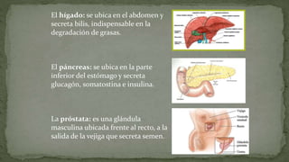 El hígado: se ubica en el abdomen y
secreta bilis, indispensable en la
degradación de grasas.
El páncreas: se ubica en la parte
inferior del estómago y secreta
glucagón, somatostina e insulina.
La próstata: es una glándula
masculina ubicada frente al recto, a la
salida de la vejiga que secreta semen.
 