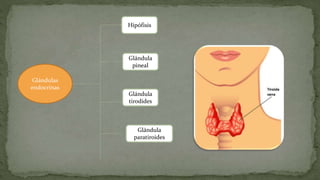 Glándulas
endocrinas
Hipófisis
Glándula
pineal
Glándula
tirodides
Glándula
paratiroides
 