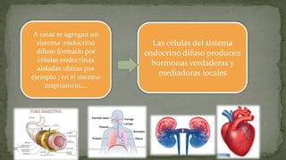 A estas se agregan un
sistema endocrino
difuso formado por
células endocrinas
aisladas ubicas por
ejemplo ; en el sistema
respiratorio….
Las células del sistema
endocrino difuso producen
hormonas verdaderas y
mediadoras locales
 