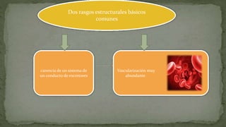 Dos rasgos estructurales básicos
comunes
carencia de un sistema de
un conducto de excretores
Vascularización muy
abundante
 
