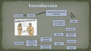 Secreción células
compuestos de bajo peso
molecular
son liberados
de la célula.
sangre,
y
las
Glándulas
Secreción
Secreción
liberan
Glándulas
endocrinas
Glándulas
exocrinasCélulas o
cúmulos de
células
liberan
Externa o
interna
Sangre
 