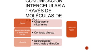 • Citoplasma-
citoplasma
Nexos
• Contacto directo
Moléculas unidas
a membrana
celular
• Secretada por
exocitosis p difusión
Liberada
Células diana
o células
blanco
 