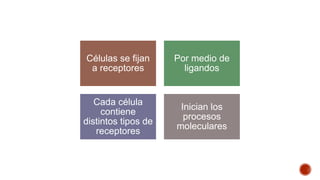 Células se fijan
a receptores
Por medio de
ligandos
Cada célula
contiene
distintos tipos de
receptores
Inician los
procesos
moleculares
 