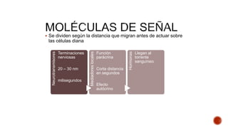  Se dividen según la distancia que migran antes de actuar sobre
las células diana
Neurotransmisores Terminaciones
nerviosas
20 – 30 nm
milisegundos
Mediadoreslocales
Función
parácrina
Corta distancia
en segundos
Efecto
autócrino
Hormonas
Llegan al
torrente
sanguíneo
 