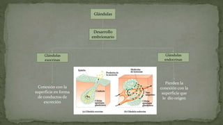Glándulas
Desarrollo
embrionario
Glándulas
exocrinas
Glándulas
endocrinas
Conexión con la
superficie en forma
de conductos de
excreción
Pierden la
conexión con la
superficie que
le dio origen
 